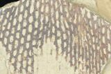 Ordovician Graptolite (Araneograptus) Plate - Morocco #126403-1